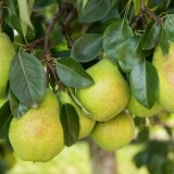 Kruška ne donosi plod: šta da se radi